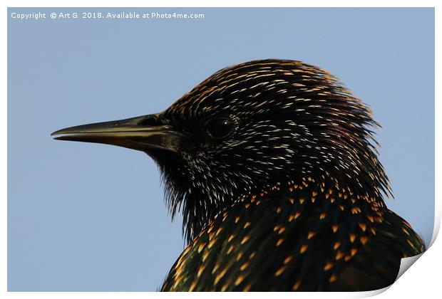Starling in Profile Print by Art G
