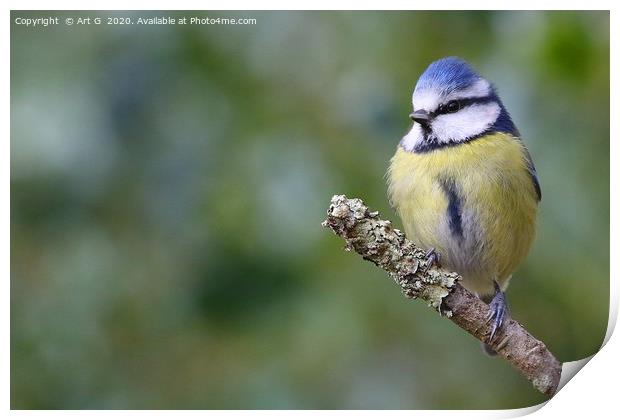 New Forest Blue Tit Print by Art G