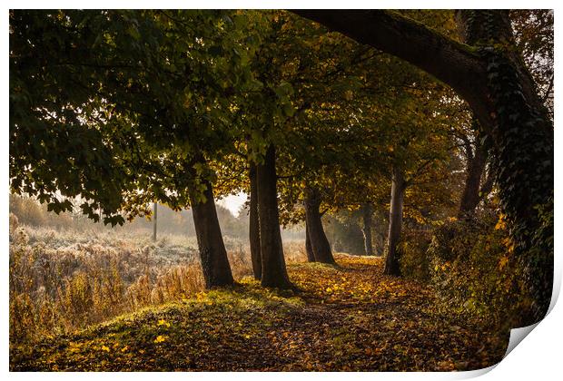 Coate Water Country park, United Kingdom, UK Print by Michaela Gainey