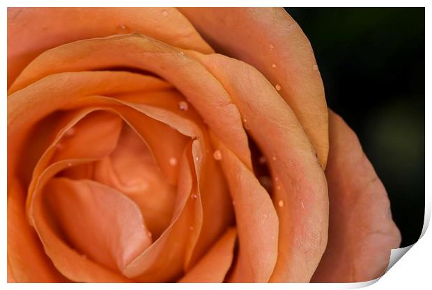 Glistening Dew on a Peach Rose Print by Jennifer Higgs