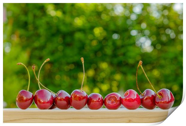 Cherry ripe red natural background.  Print by Yury Petrov