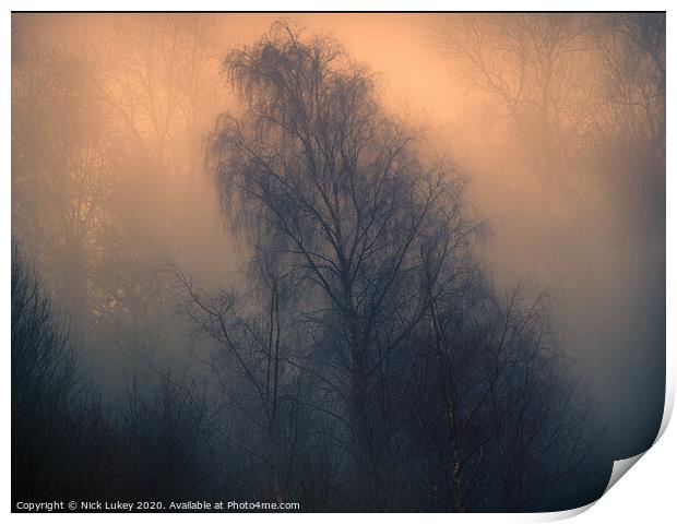 Silver birch on a misty morning Print by Nick Lukey