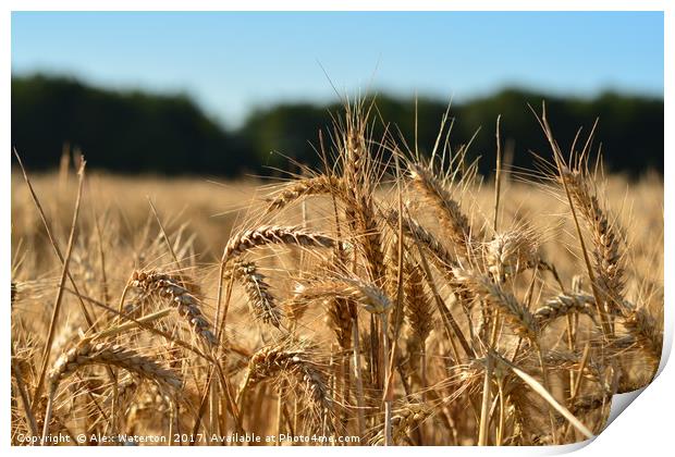 Harvest time in Kent Print by Alex Waterton