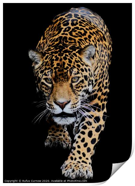 Portrait of a Jaguar Print by Rufus Curnow