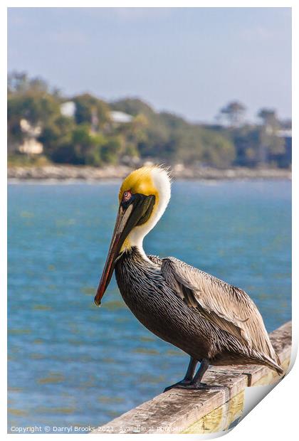 Pelican on an Old Wood Pier Print by Darryl Brooks