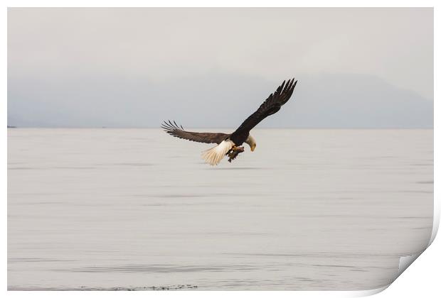 Eagle with Rockfish in Talons Print by Darryl Brooks