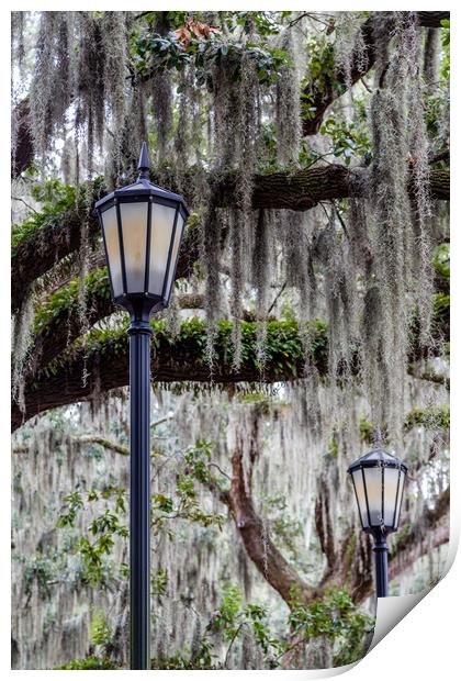 Two Lamps and Spanish Moss Print by Darryl Brooks