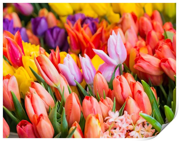Many Colorful Tulips Print by Darryl Brooks