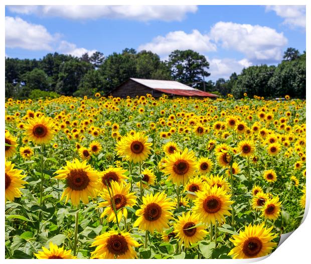 Sunflowers with Barn in Distance Print by Darryl Brooks
