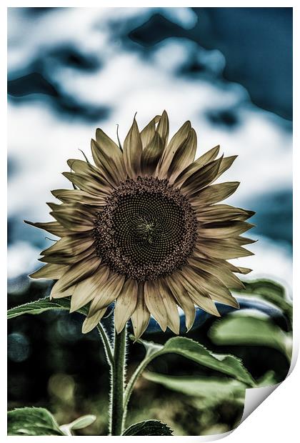 Dark Sunflower Print by Darryl Brooks