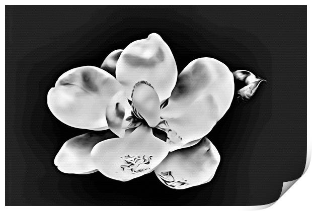 Magnolia Blossom on Black Print by Darryl Brooks