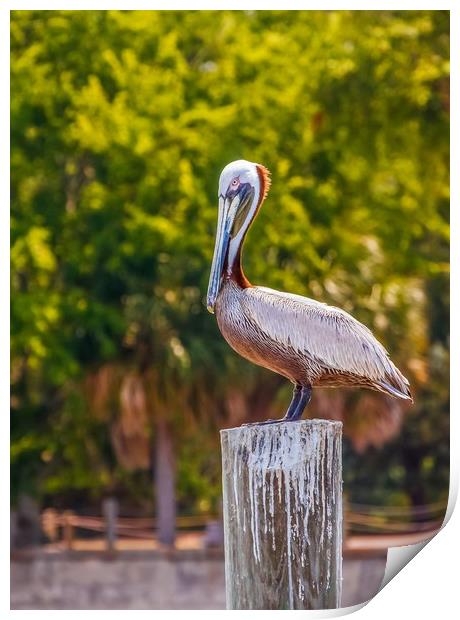 Pelican Perched on Post Print by Darryl Brooks