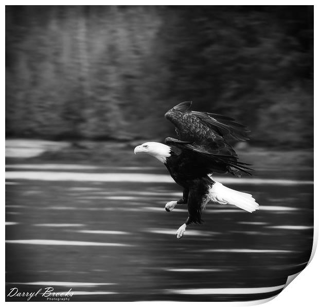 Eagle Swooping Above River Print by Darryl Brooks