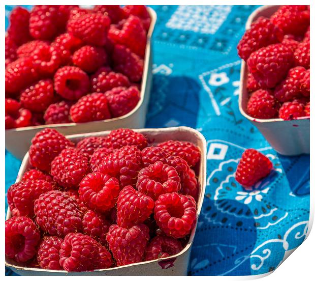 Fresh Red Raspberries Print by Darryl Brooks
