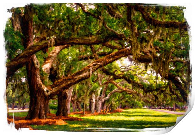 LIne of Oaks Art Print by Darryl Brooks