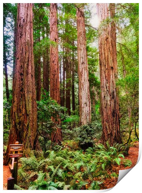 Cathedral Grove in Muir Woods Print by Darryl Brooks