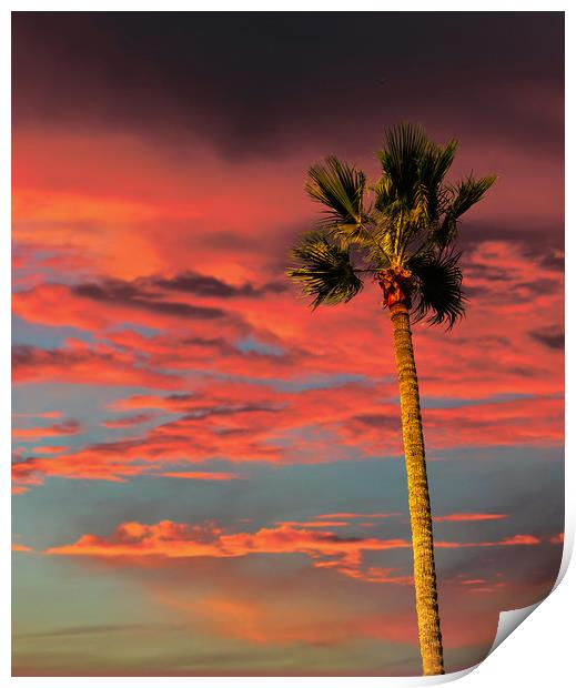 Palm Tree on Tropical Sunset Print by Darryl Brooks
