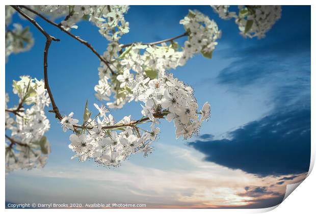 Pear Blooms at Sunset Print by Darryl Brooks