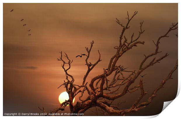 Pelicans Flying Over Dead Tree Print by Darryl Brooks