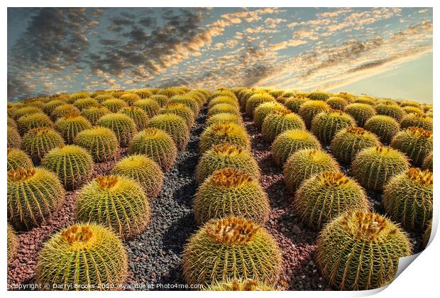 Barrel Cacti on Hill Print by Darryl Brooks