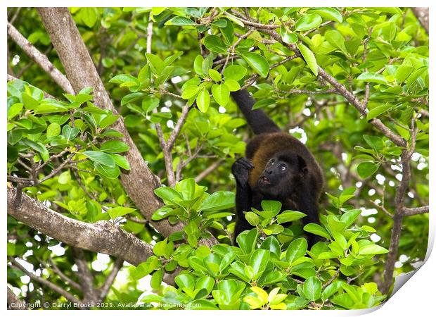Monkey in Tree Looking Up  in Costa Rica Print by Darryl Brooks