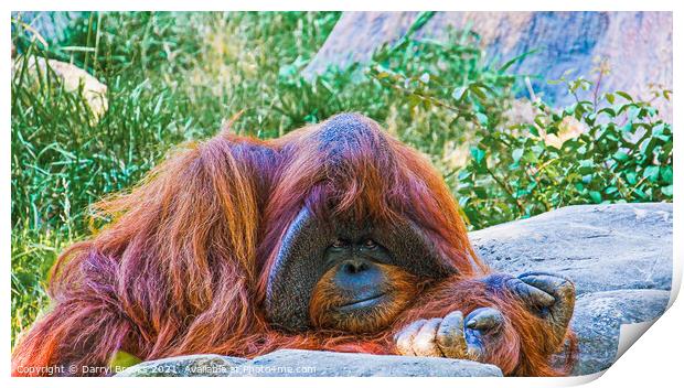 Orangutan by Rocks Print by Darryl Brooks
