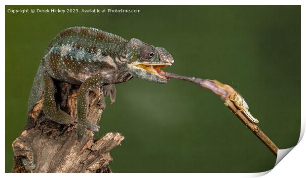 Panther Chameleon feeding Print by Derek Hickey