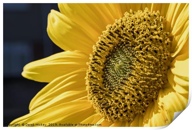 Sunflower Print by Derek Hickey