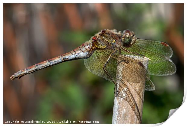 Dragonfly Resting Print by Derek Hickey