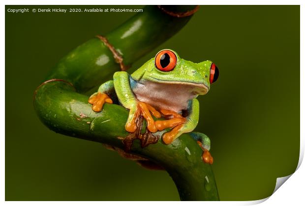 Red Eyed Tree Frog Print by Derek Hickey