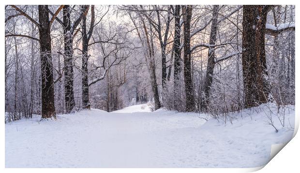 Winter snowy landscape with trees covered with frost and snow Print by Dobrydnev Sergei