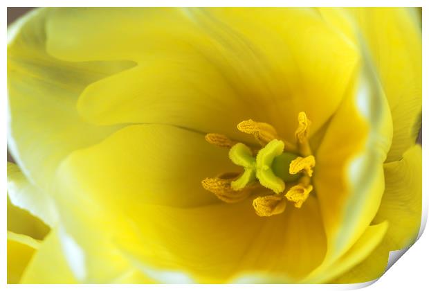 Yellow tulip  Print by Dobrydnev Sergei