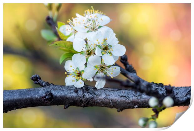 Flowering cherry branch in May close Print by Dobrydnev Sergei