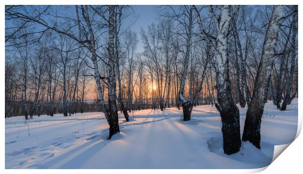 Winter evening in a birch grove Print by Dobrydnev Sergei