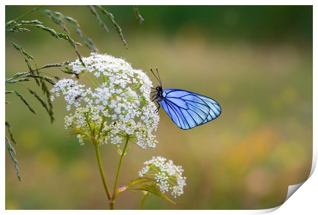 Butterfly with blue wings sits on the field flower Print by Dobrydnev Sergei