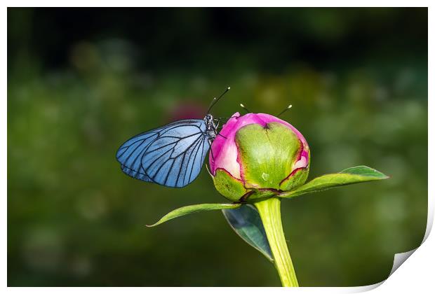 Butterfly with blue wings sitting on bud of peony Print by Dobrydnev Sergei