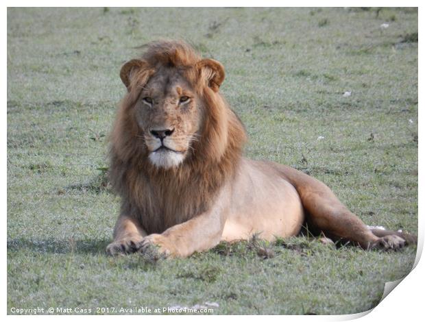 Photo of a Lion posing on the plains of the Masai. Print by Matt Cass