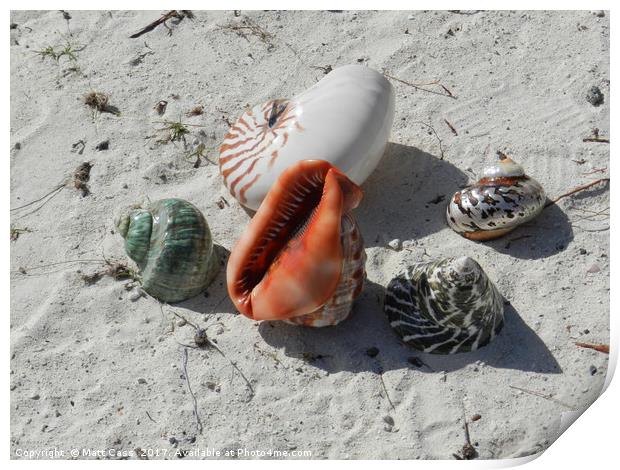 Photos of some sea shells on the beach of Mauritiu Print by Matt Cass