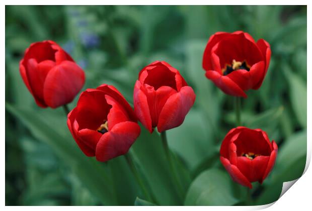 Red tulips on nature background Print by Olena Ivanova