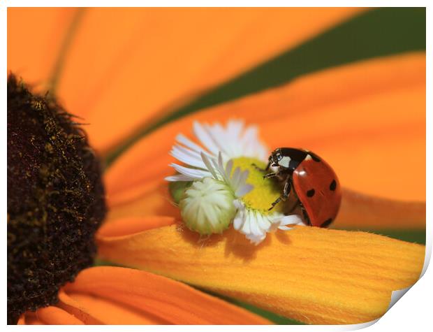 Red ladybug sitting on chamomile Print by Olena Ivanova