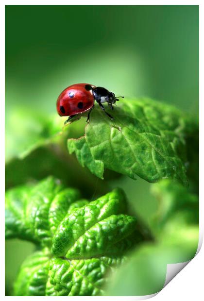 Red ladybug sitting on green leaf Print by Olena Ivanova