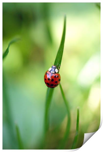 red ladybug on green grass Print by Olena Ivanova