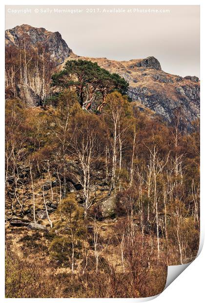 Ancient Pine Tree, Glen Nevis, Scotland Print by Sally Morningstar