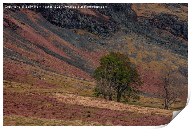 Rock and Tree Print by Sally Morningstar