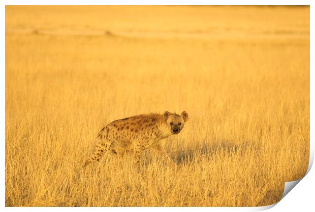 Hyena at Sunset Print by Sean Clee