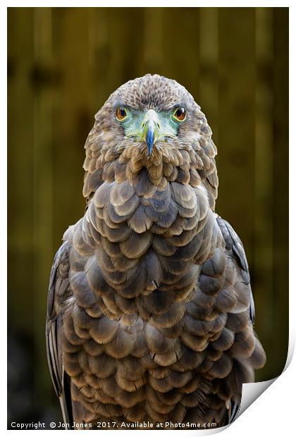Female Bateleur Eagle Print by Jon Jones