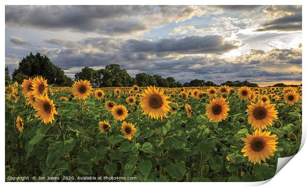 The Sunflower Field Print by Jon Jones