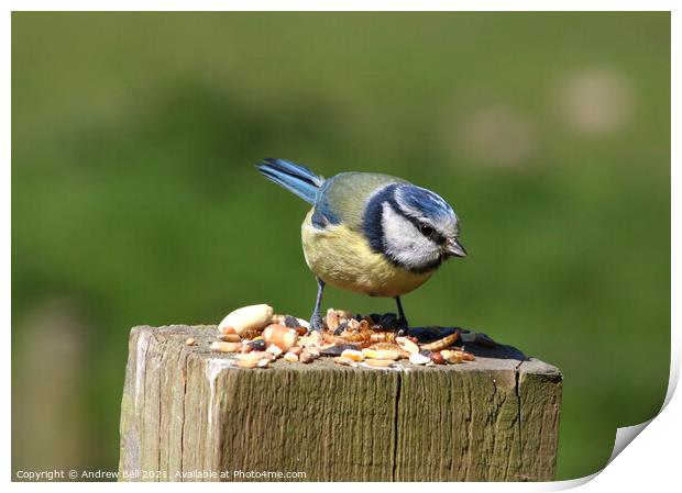 Blue Tit Print by Andrew Bell