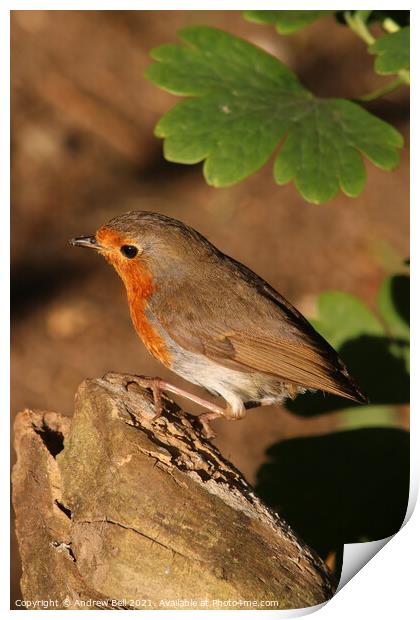 Robin redbreast Print by Andrew Bell