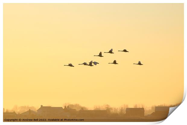 Wedge of Swans Print by Andrew Bell
